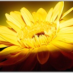 Gerbera