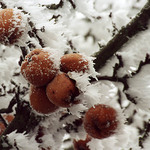 prošvihnutá sklizeň...