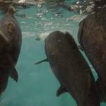 swimming in your ocean