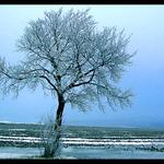 Strom