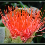 milovníkům ostrosti ;-)