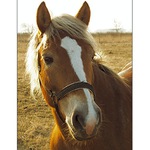 Pro Jirku Vaňourka...