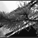 V lese, jo v lese, na jehličí