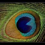 Ztratil svou ozdobu....