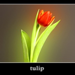 Tulipán