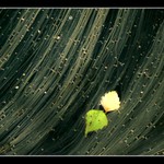 Set.Kání v Ža.Binci