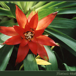 Martinea Hrubynium ...