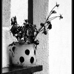 Vzpomínka na léto II....