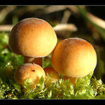 Máma, táta, rošťák a dcerka