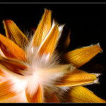 Kytička jako kočička....