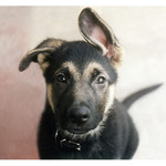 Jednim uchem dovnitr... :-)