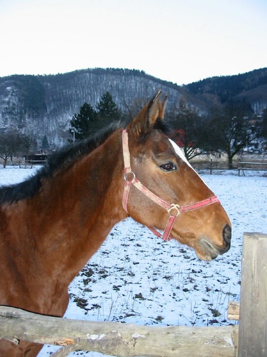 Kobylka