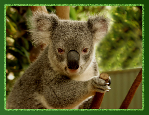 Koala