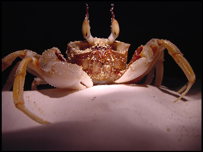 Krab, který mě ochutnával