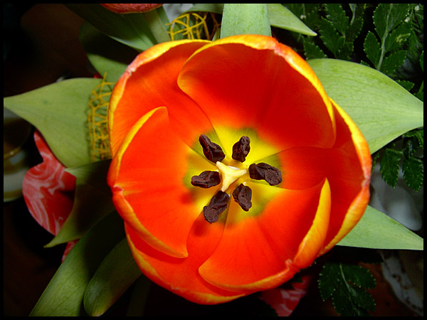Tulipán