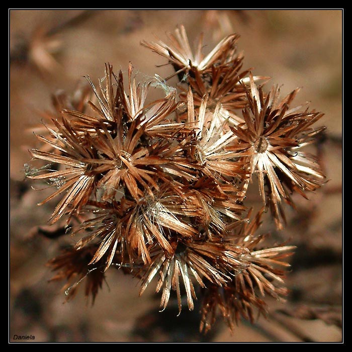 Zimní rozčepýřenec....