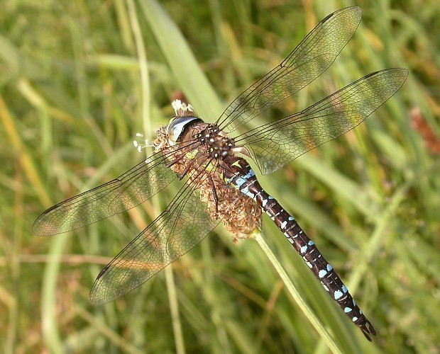 Šídlo pestré (Aeshna mixta)