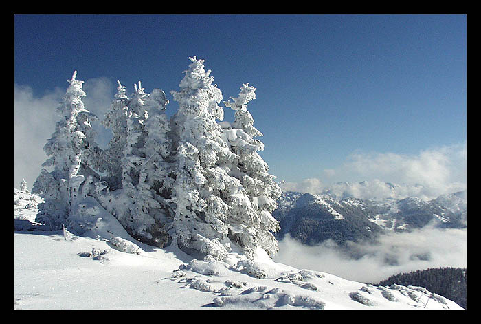 Stromy- celá skupinka :-)