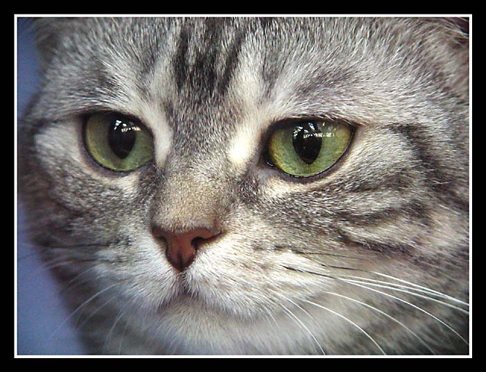 ...hypnotizer...