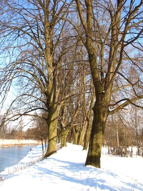 Stromořadost