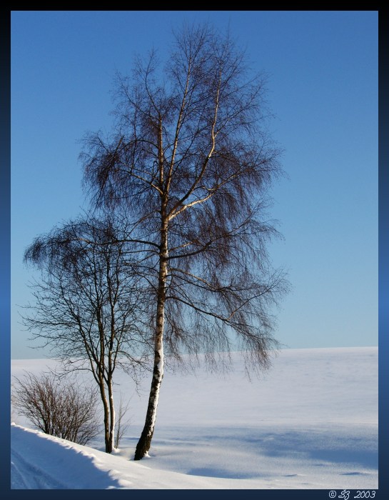 Zima