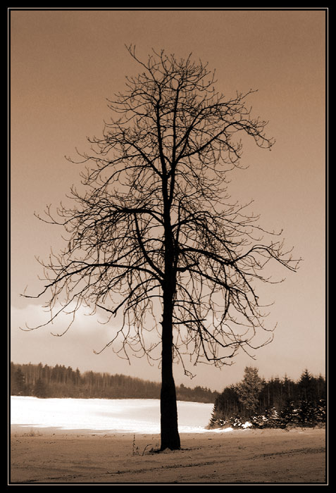 Strom na rozcestí