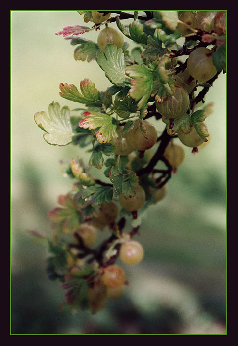 Z naší zahrádky ...