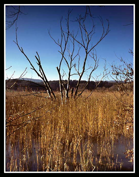 Mokřiny