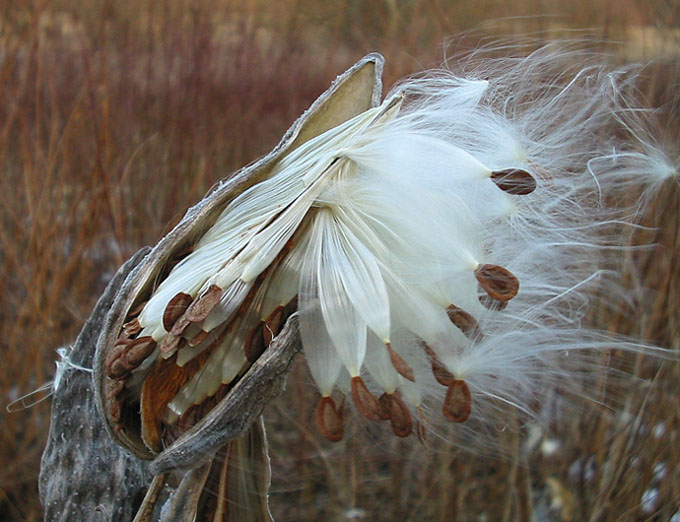 rozmnožující se rostlina ...