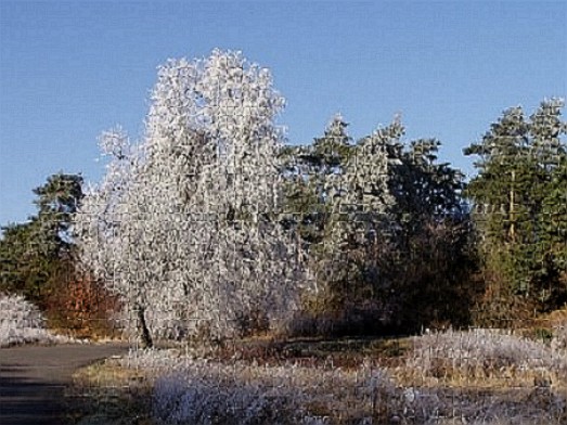 Mrazivý dobroděj