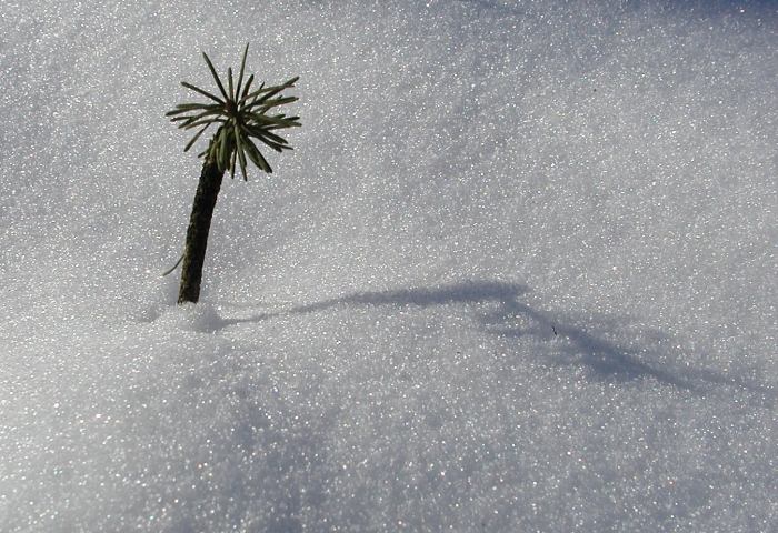 palma na sněhu