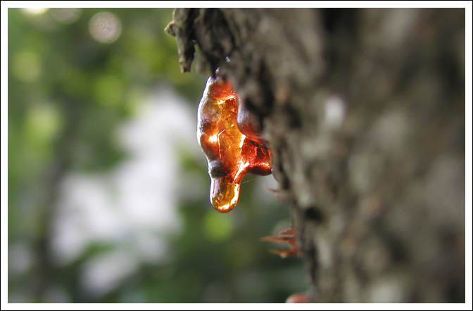 cherry tree