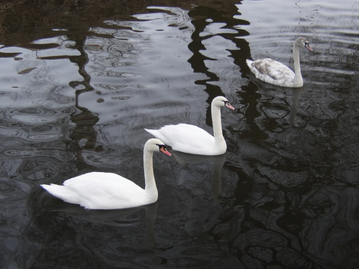 Synchronizované plavání