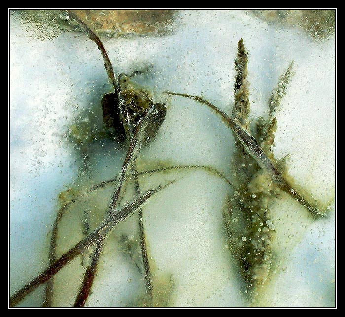 ...ikebana v ledu...