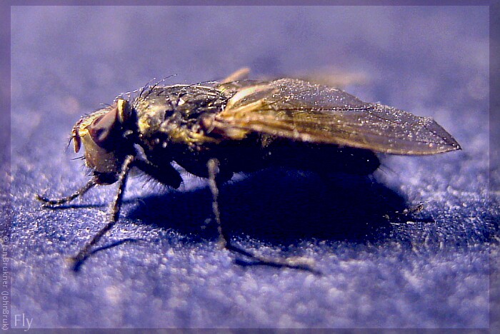 <b>Fly-muška jenom zlatá . . .</b>
