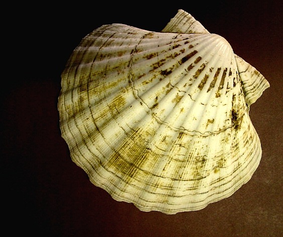 mušle