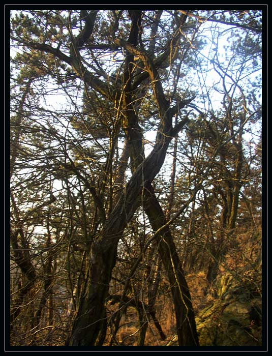 zdřevěnělý milenci