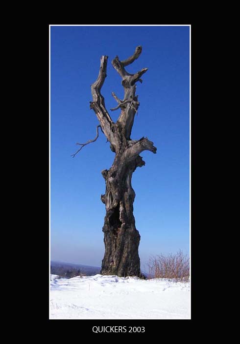 Vykotlaný strom