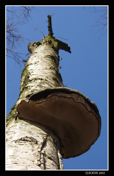 Suchý život