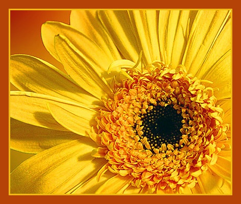 gerbera pro Doru ;))