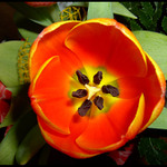 Tulipán