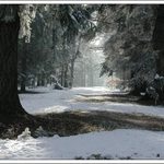 cesta zimním lesem I.