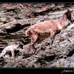 (Téměř) dokonalé maskování