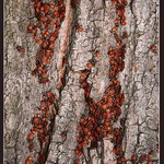 Děkujeme Ti Ricci ...