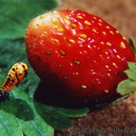 Vývoj berušky vedle jahody