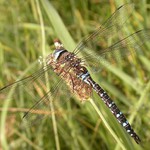 Šídlo pestré (Aeshna mixta)