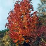 Podzim na Křivoklátsku