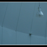 ...lom...