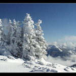 Stromy- celá skupinka :-)