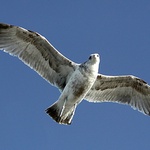 hm, a rybu ... nemáš??